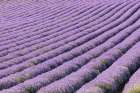 Aurel-Vaucluse-Alpes-Cote dAzur-France Rows of lavender growing in southern France Art Print
